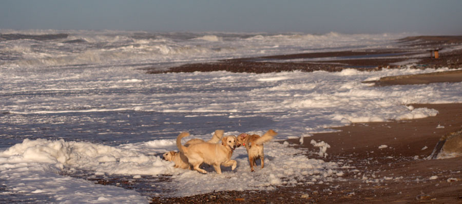 Hunde am Strand Golden Retriver am Strand in Dänemark. Foto: Hinnerk Weiler