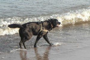 Abkühlung für die Hunde in der Nordsee direkt vor dem Seminarraum