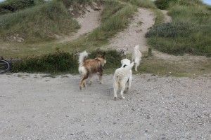 Nur noch über diese Düne, Freunde! Da unten am Meer treffen wir uns zur Begrüßung.
